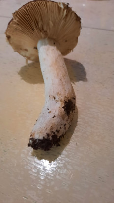 Гриб из Симферополь