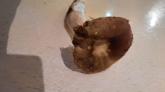 Гриб из Симферополь