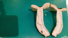 Гриб из Симферополь