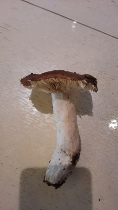 Гриб из Симферополь