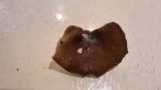 Гриб из Симферополь