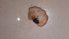 Гриб из Симферополь