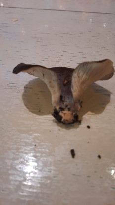 Гриб из Симферополь