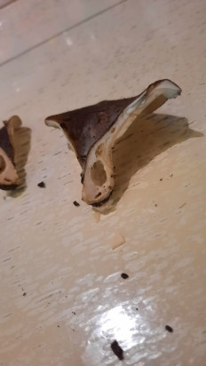 Гриб из Симферополь