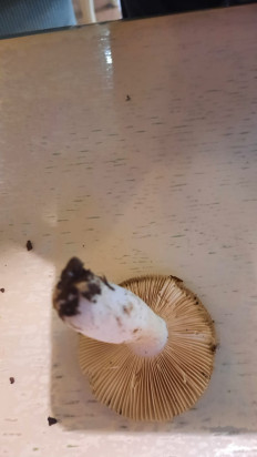 Гриб из Симферополь