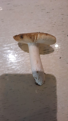 Гриб из Симферополь