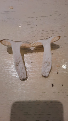 Гриб из Симферополь