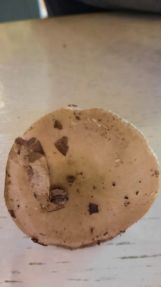 Гриб из Симферополь