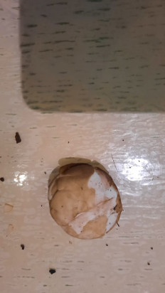 Гриб из Симферополь