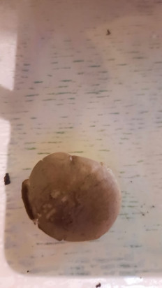 Гриб из Симферополь