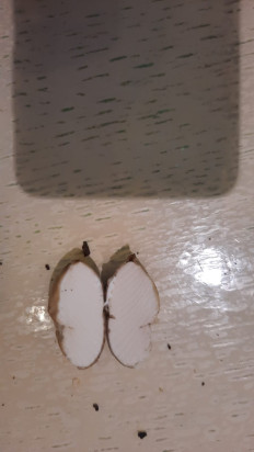 Гриб из Симферополь