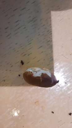 Гриб из Симферополь