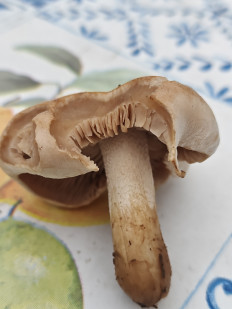 Гриб из Тула