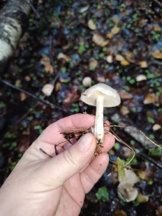 Гриб из москва