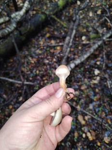 Гриб из москва