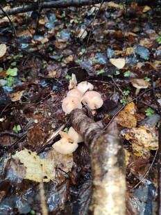 Гриб из москва