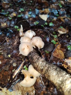 Гриб из москва