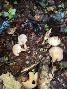 Гриб из москва