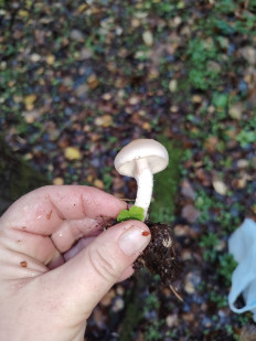 Гриб из москва