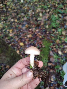 Гриб из москва