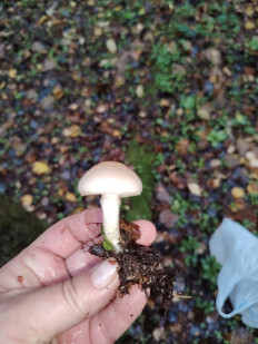 Гриб из москва