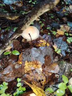 Гриб из москва