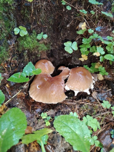 Гриб из москва