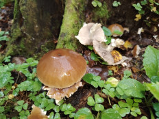 Гриб из москва