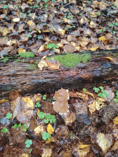 Гриб из москва