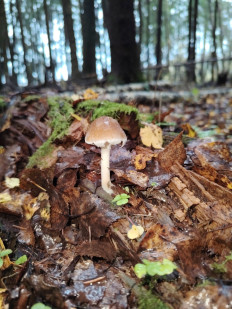 Гриб из москва