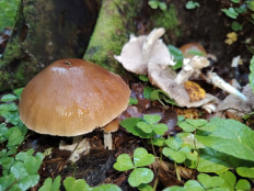 Гриб из москва