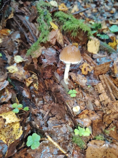 Гриб из москва