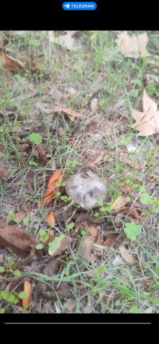 Гриб из Евпатория