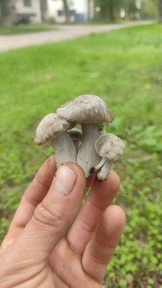 Гриб из Евпатория