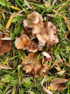 Гриб из Тамбов