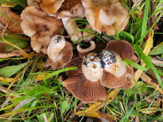 Гриб из Тамбов