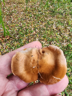 Гриб из Тамбов