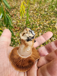 Гриб из Тамбов