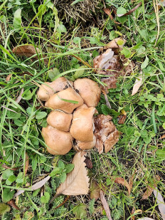 Гриб из Тамбов