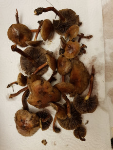 Гриб из Петербург