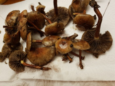 Гриб из Петербург