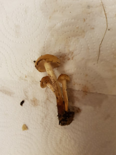 Гриб из Петербург