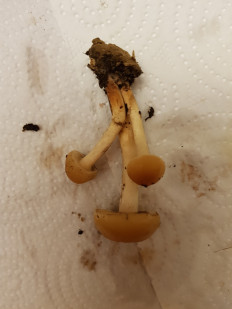 Гриб из Петербург