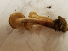 Гриб из Петербург