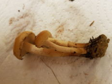 Гриб из Петербург