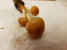 Гриб из Петербург