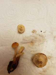 Гриб из Петербург