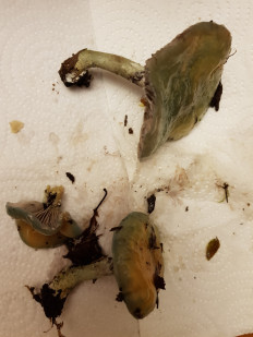 Гриб из Петербург