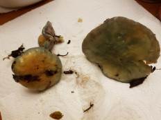 Гриб из Петербург