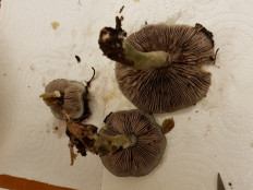 Гриб из Петербург